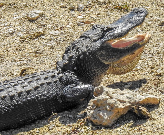 American Alligator in Everglades