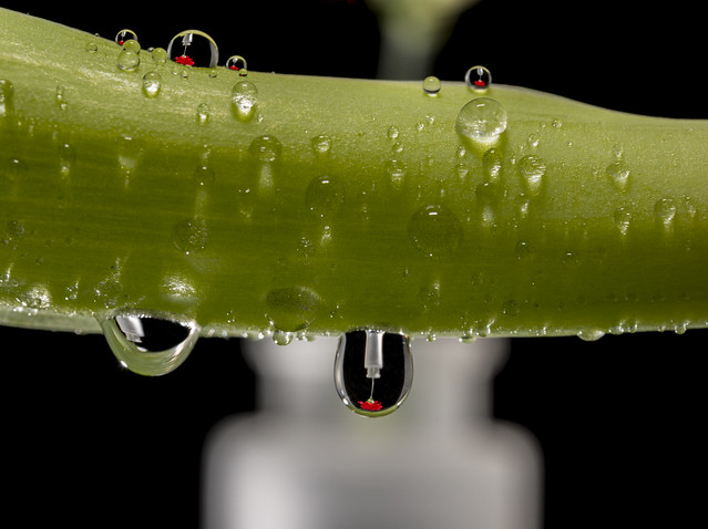 Water Drops Carnation 8th Jan 2015 7