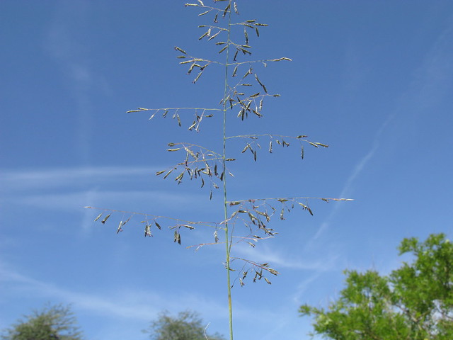Eragrostis curvula head18 CAN