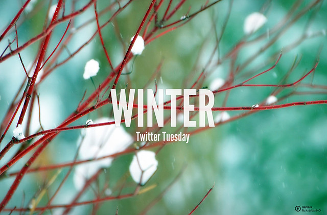 #TwitterTuesday: Winter | Find the special treasure nature has around you. Enjoy the cold season where spring sleeps beneath.