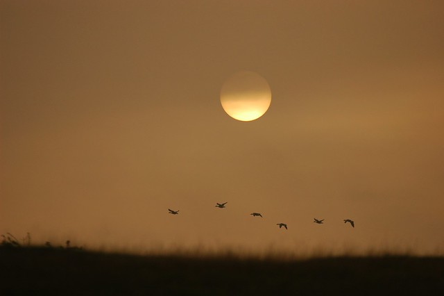 Canada geese against the rising sun