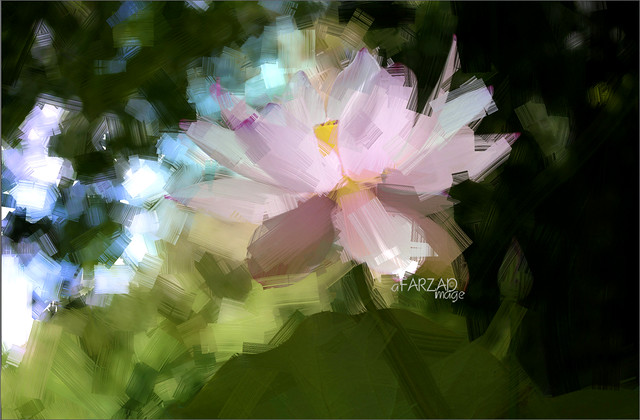 Lotus Flower Oil Paintings / Lotus flower oil Painting / Photographic images using Akvis Oil Paint Filter - 2015-03-03_20-11-09-1-1000