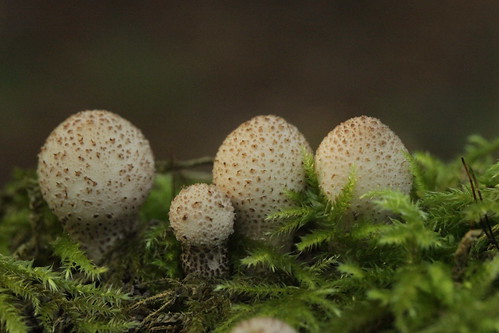 Pear-shaped Puffball - Lycoperdon pyriforme | by Björn S...