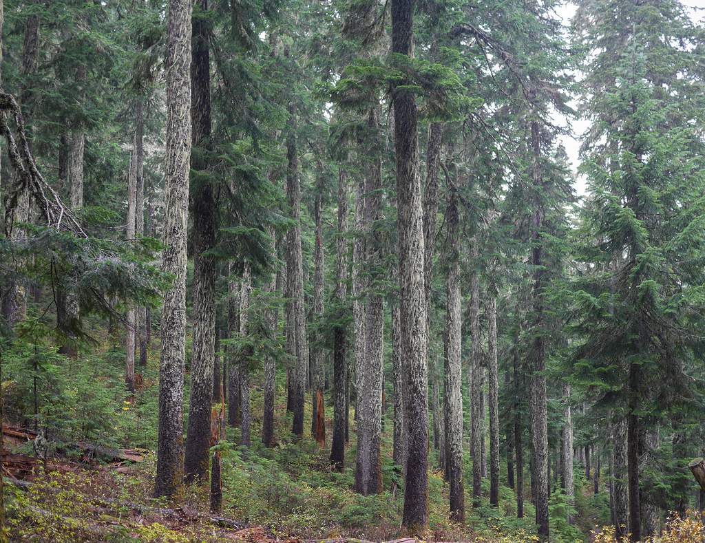 Mcgee Creek Trail #627