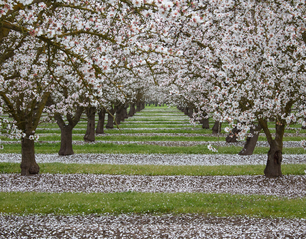 Flowers | Flickr