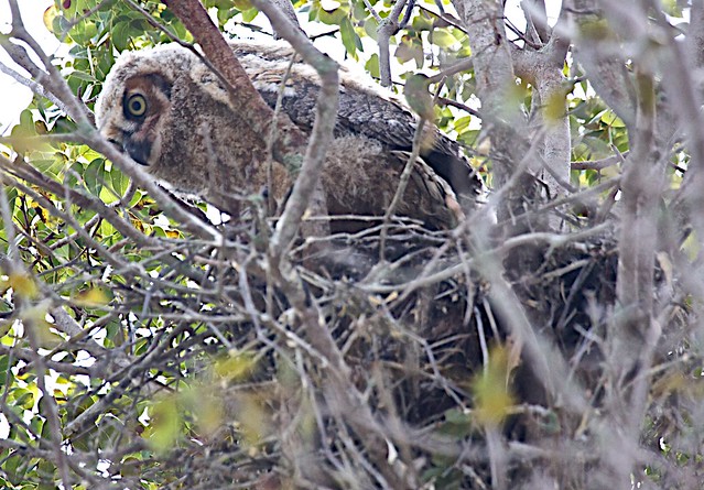 great horned owl chick