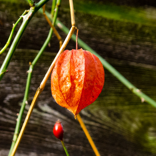 Orange and red: Chinese lantern and rosehip