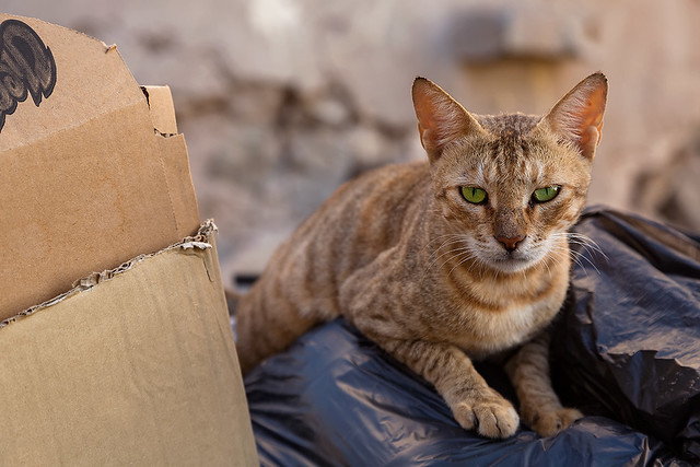 A cat looking for food in a rubbish bin in Muscat, Oman.