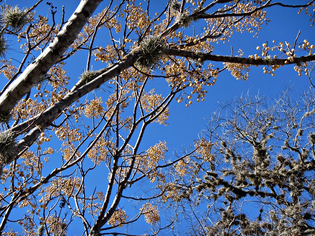 Winter berries and Spanish moss on a blue sky