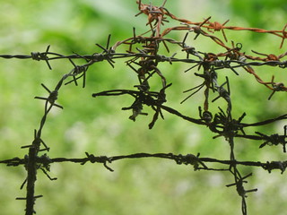 Barb Wire