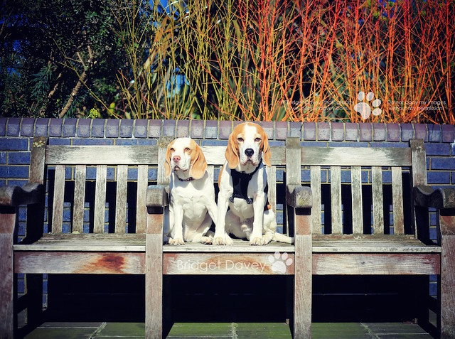 Porthos & Lucy Beagle | Pet & Dog Photography London