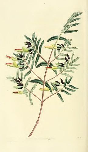 Edwards' botanical register, or, Ornamental flower-garden and shrubbery .. | by ElusiveMu.se