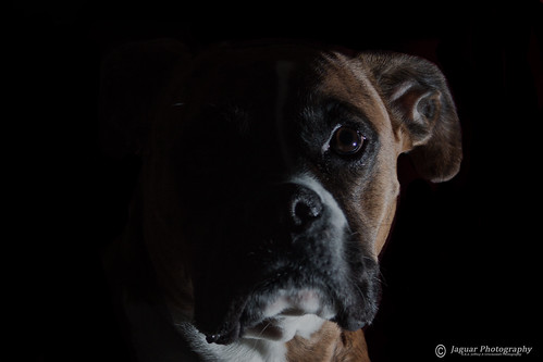 Sidney in Shadow | by Jeff Greenawalt Photography
