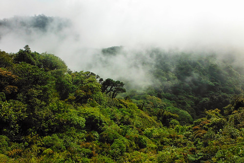 trees rainforest costarica hills tropical monteverde cloudforest ilobsterit
