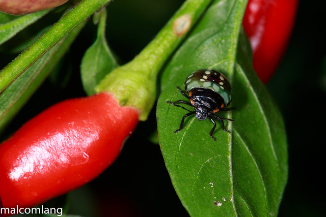 Black shield bug on chilli plant