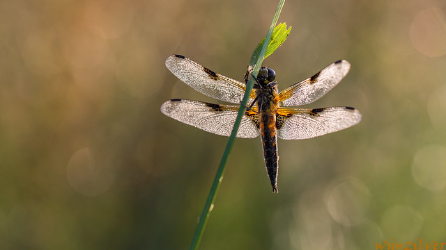 Viervlek - Four-spotted chaser