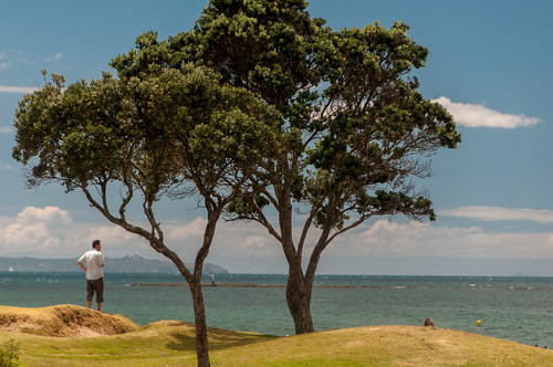 newzealand summer tree beach bay view auckland browns nz pohutukawa