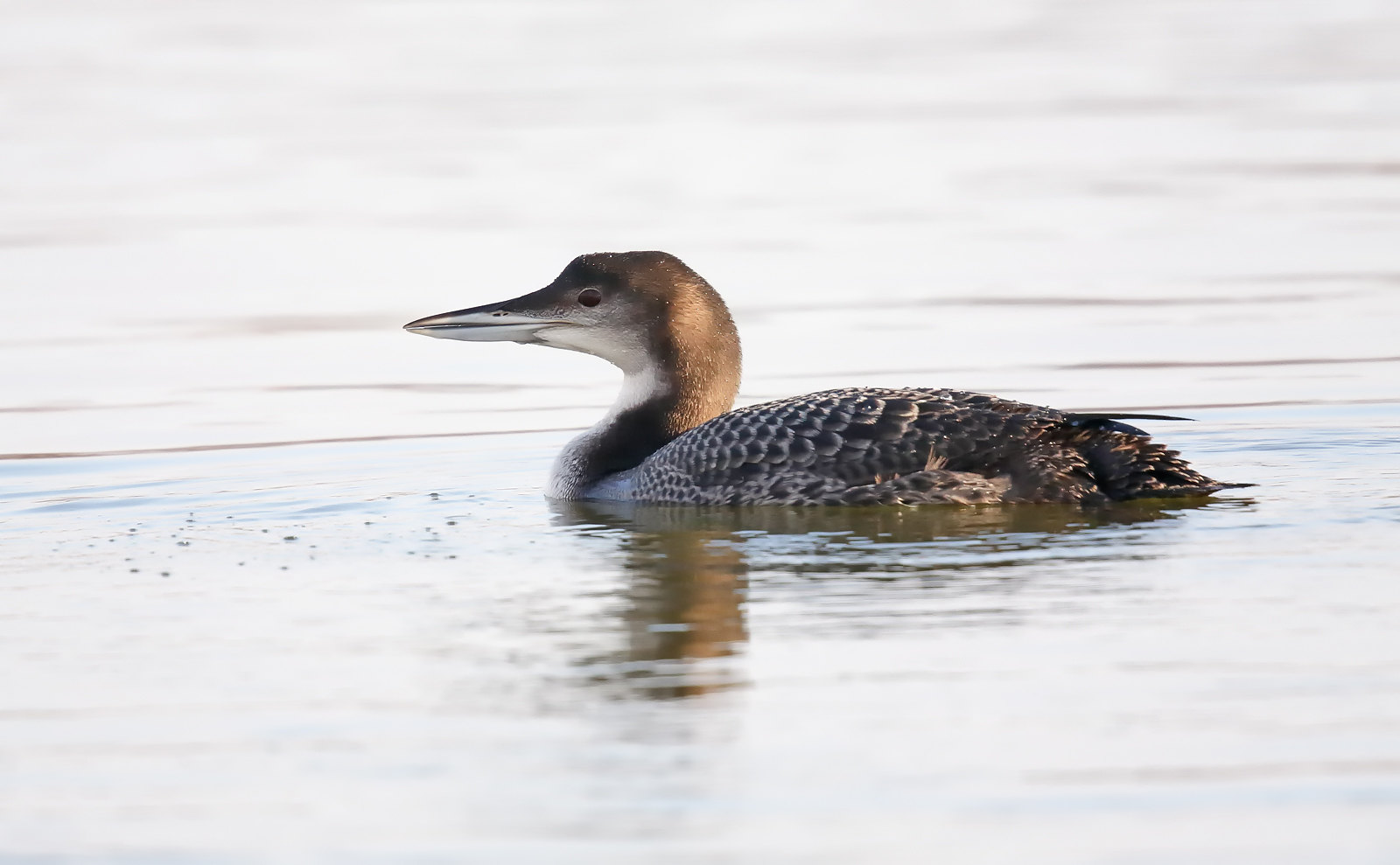 Juv. Great Northern Diver