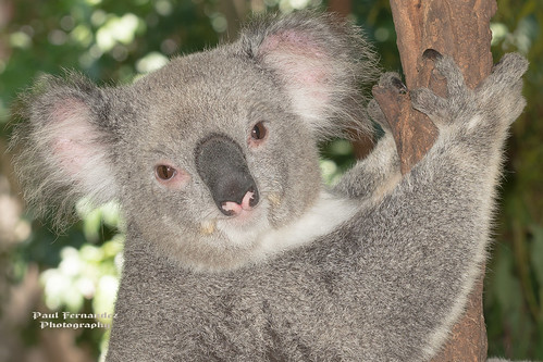 Koala Portrait at the Koala Park Sanctuary, West Pennant Hills, Sydney, Australia by D200-PAUL