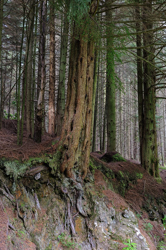 managedbyclickandpraysflickrmanagr woodland forest scotland scottish landscape portraitformat pucksglen argyll old precarious red roots woodlandforestscotlandscottishlandscapeportraitformatpucksglenargylloldprecariousredrootsgbr