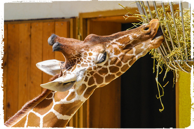 Zoo Neunkirchen (Saar) - Giraffe