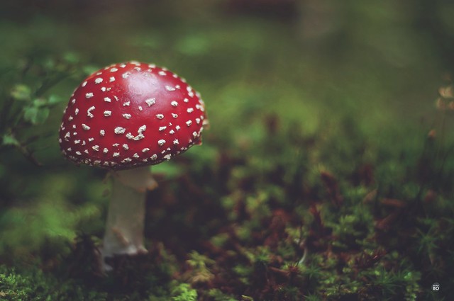 Red-Speckled Mushroom (Fliegenpilz)