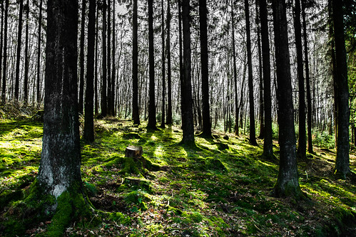 into the deeper forest by Toni.Müller, 