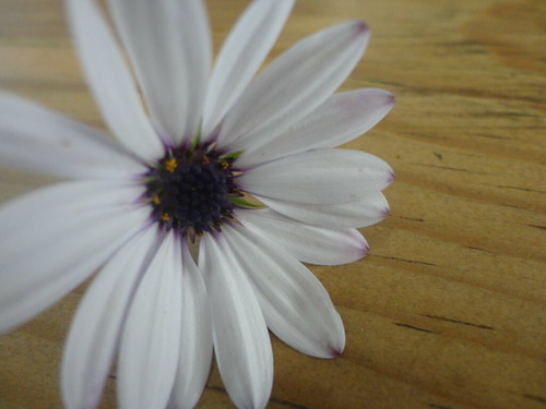 Untitled | by surilane