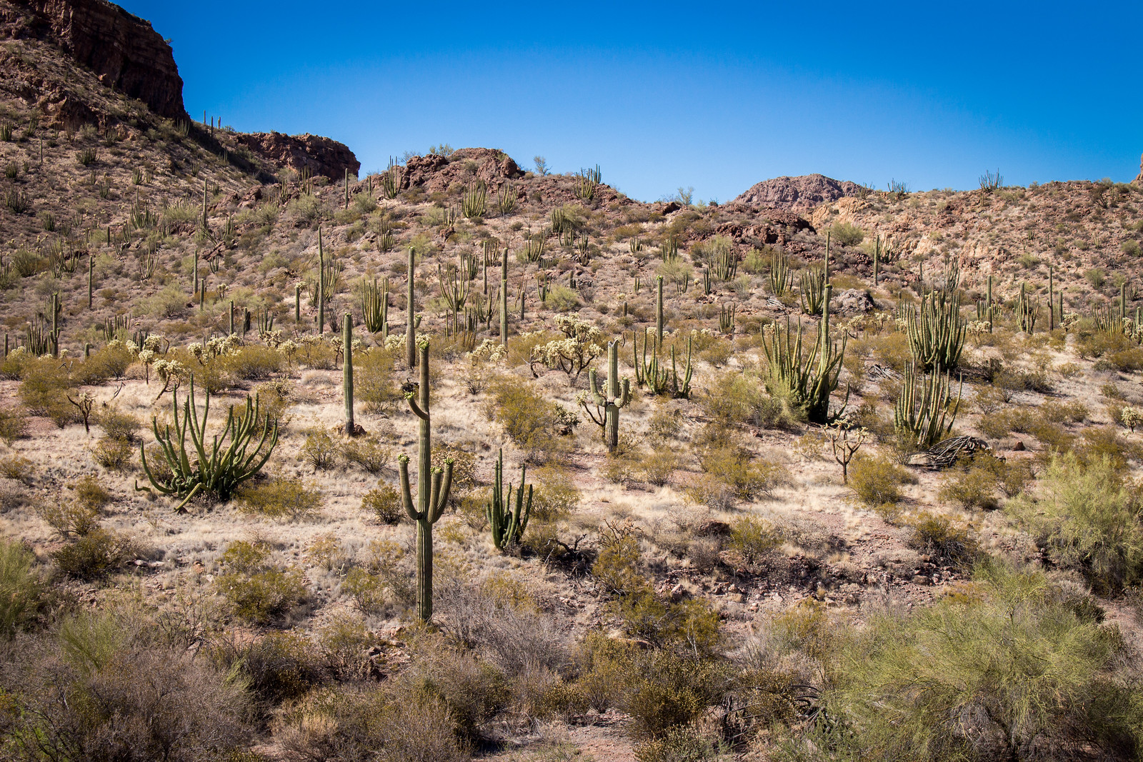 Thick landscape of multiple varieties of cactus and creosote bush on rugged terrain