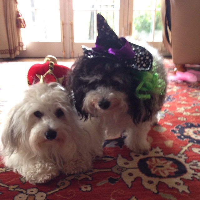 We love our costumes! #frankie #lady #fall #fluffy #friends #like #love #havanese #halloween #havanesepuppy #havaneseoftheworld #havaneseofinstagram #puppy #puppies #puppiesofinstagram #dog #dogsofinstagrm #cute #bestfriends #blackandwhite #brotherandsist