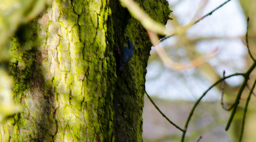 Nuthatch on a tree trunk, Bantock Park