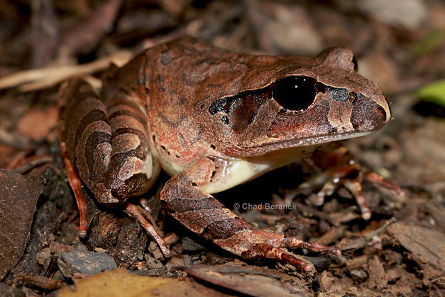 Mottled Barred Frog (Mixophyes coggeri)