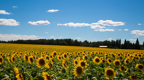clouds yellow flowers sunflowers sunnyday trees millersburg michigan unitedstates us