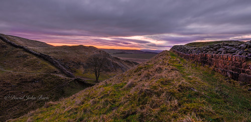 tree sunrise robinhood hadrianswall sycamoregap thattree leefilters