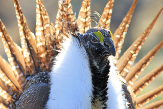 Greater sage-grouse | by USFWS Pacific