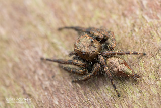 Jumping spider (Anarrhotus sp.) - DSC_1841