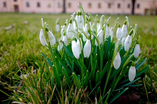 #springtime 2 | by Peter Arandt