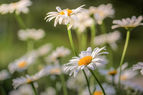Daisy | by R. W Photo
