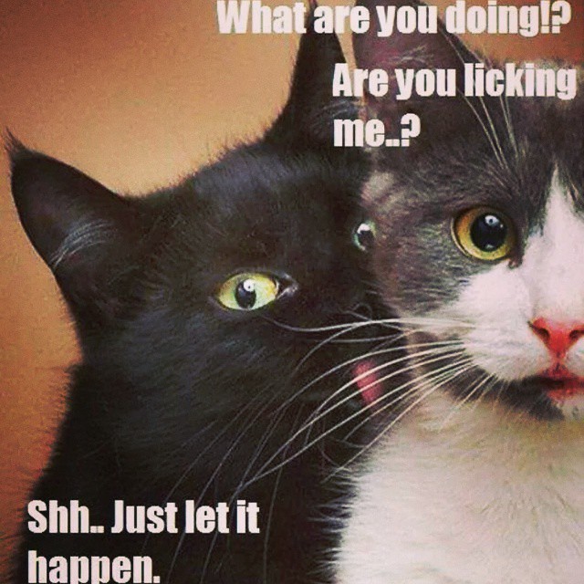 Shhh ... just let it happen XD #cat #cats #TagsForLikes #c… | Flickr