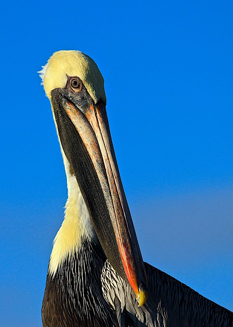 Brown Pelican- Striking a Pose