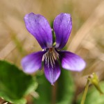 紫花地丁 Viola mandshurica W. Becker スミレ