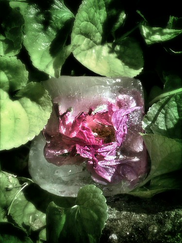 Iced beauty | by s_un_flower44