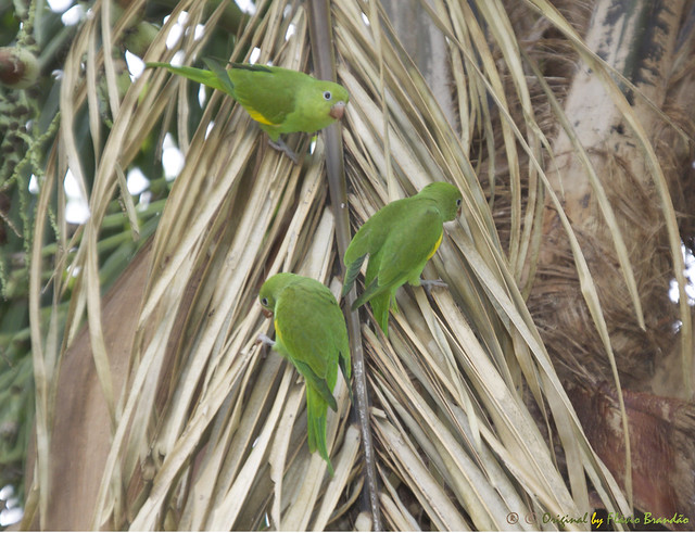 Série com o Periquito-de-asa-amarela, Tuim-de-Asa-Amarela, Periquito, Maritaca (Brotogeris chiriri chiriri) - Series with the Yellow-chevroned Parakeet - 05-12-2014 - IMG_0737