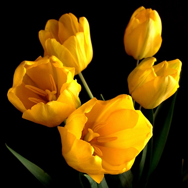 Tulipes Tulips Tulpen