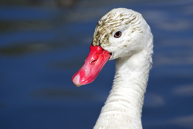 Coscoroba Swan Portrait