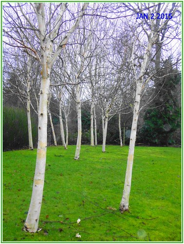 Sixteen Birch Trees (trust me . . . there's 16)