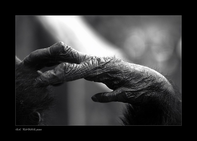 SERIE BW ZOOPARC DE BEAUVAL