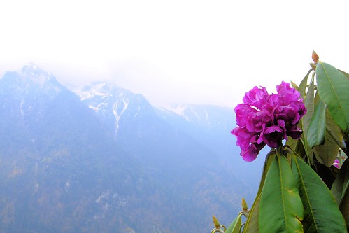 spring blooms flower yumthang valley sikkim india landscape shingbarhododendronsanctuary mountain himalayas
