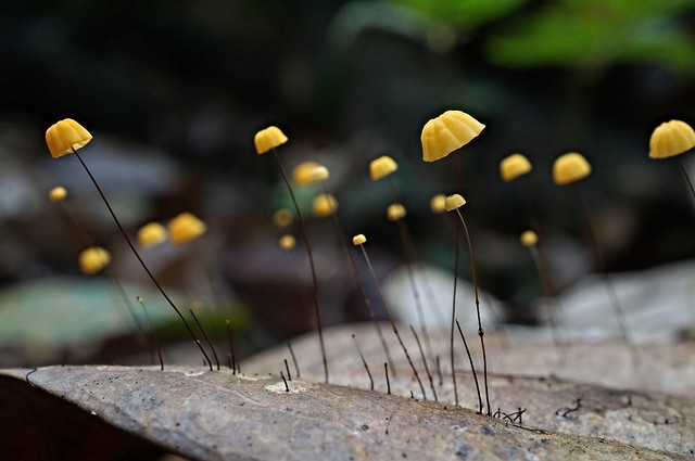 Wild Mushrooms On Withered Leaf, Singapore