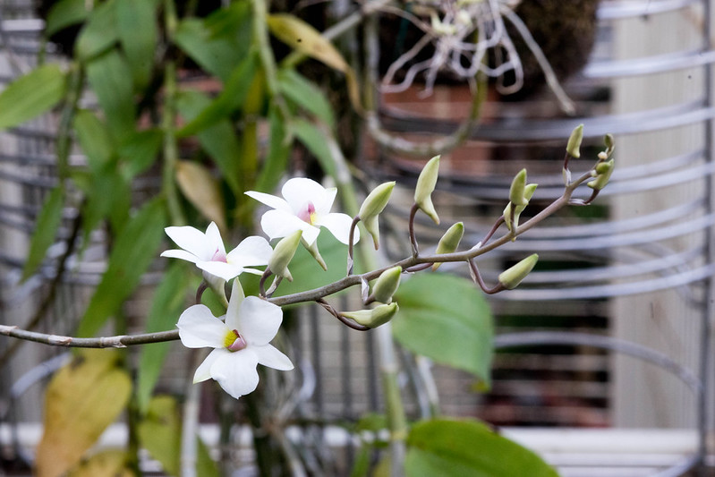 Den. fytchianum